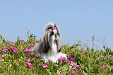 SHIH TZU 024
